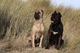 CANE CORSO 835